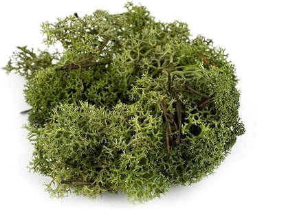 Garden Gyani Preserved Reindeer Moss – Deep Green | Natural Moss for Crafts, Terrariums, Wall Art & DIY Decor