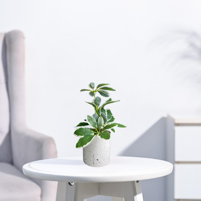 Garden Gyani Artificial Rubber Plant – Small Faux Potted Plant for Tabletop, Home, Bathroom & Office Décor | Indoor Decorative Greenery