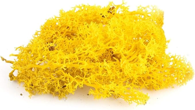 Garden Gyani Preserved Reindeer Moss – Yellow | Natural Craft Moss for DIY, Floral Decor, Terrariums & Wall Art