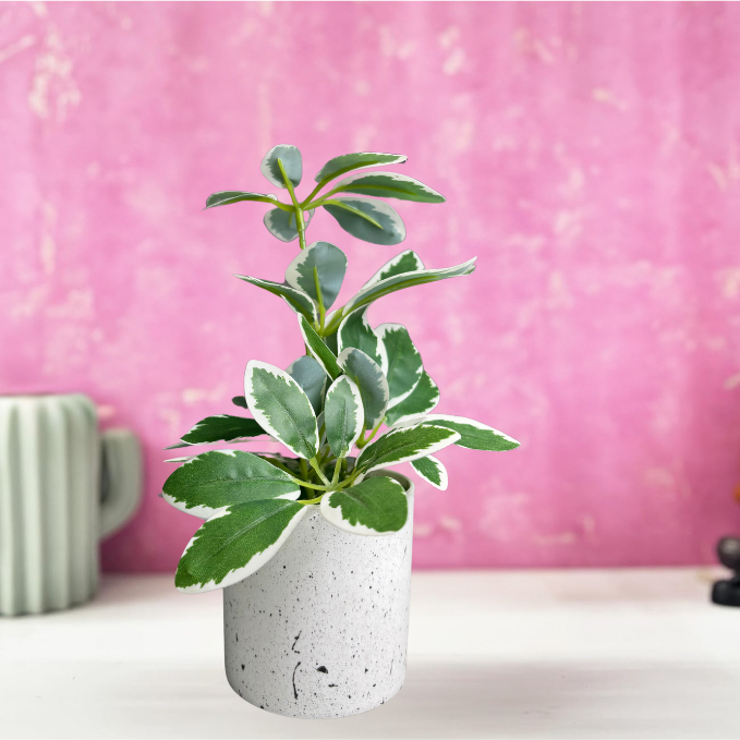 Garden Gyani Artificial Rubber Plant – Small Faux Potted Plant for Tabletop, Home, Bathroom & Office Décor | Indoor Decorative Greenery