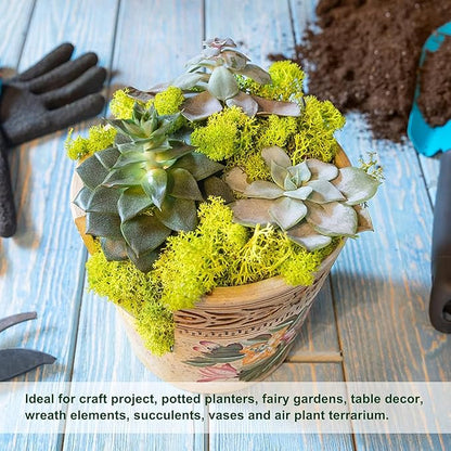 Garden Gyani Preserved Reindeer Moss – Yellow | Natural Craft Moss for DIY, Floral Decor, Terrariums & Wall Art
