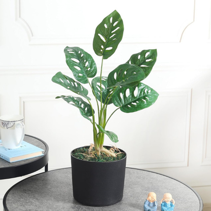 Garden Gyani Artificial Monstera Rubber Plant with Black Pot – 50 cm Tall Faux Indoor Greenery for Home Décor | Realistic Ornamental Plant