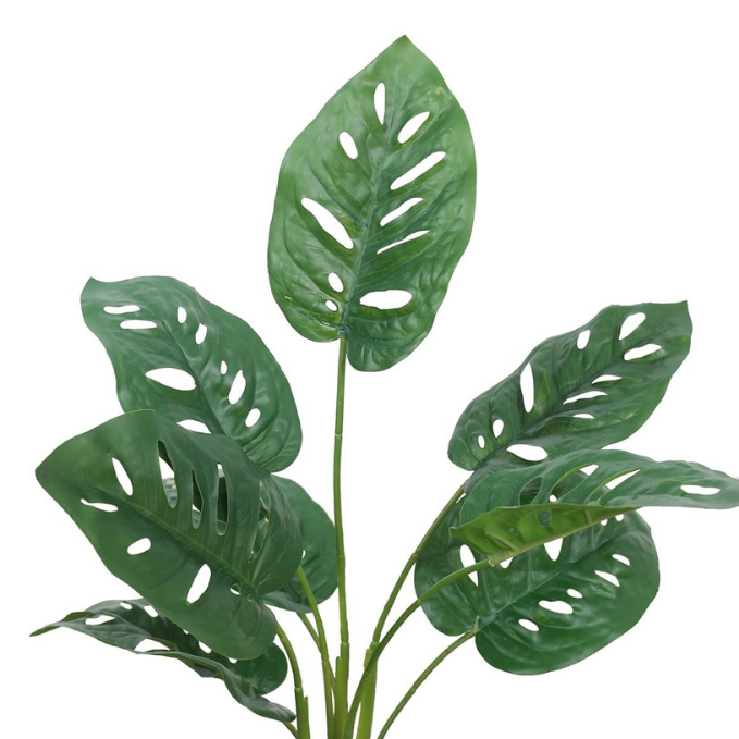 Garden Gyani Artificial Monstera Rubber Plant with Black Pot – 50 cm Tall Faux Indoor Greenery for Home Décor | Realistic Ornamental Plant