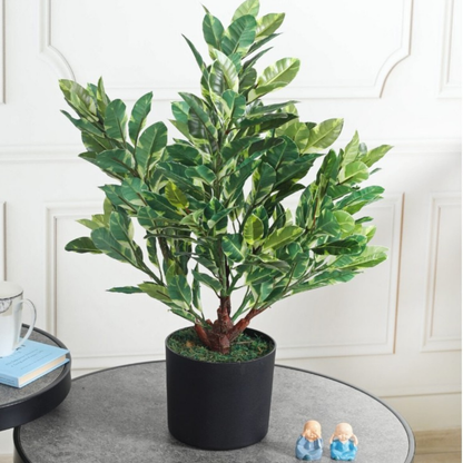 Garden Gyani Artificial Ficus Plant 60cm with Pot – Decorative Indoor Green Plant
