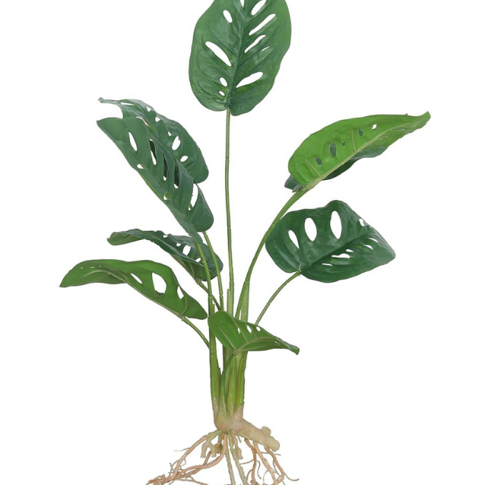 Garden Gyani Artificial Monstera Rubber Plant with Black Pot – 50 cm Tall Faux Indoor Greenery for Home Décor | Realistic Ornamental Plant