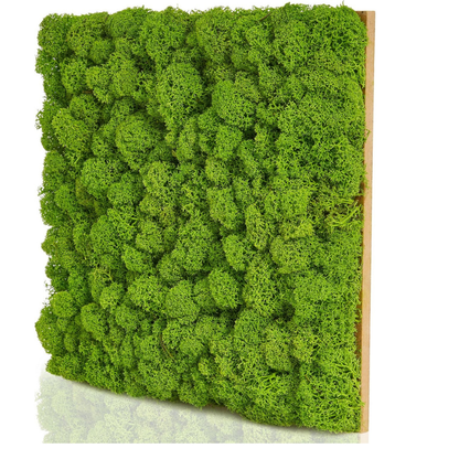Garden Gyani Artificial Moss Wall Panel 50×50 cm | 3D Cushion Moss Style Green Wall | UV Protected Indoor Outdoor Decor