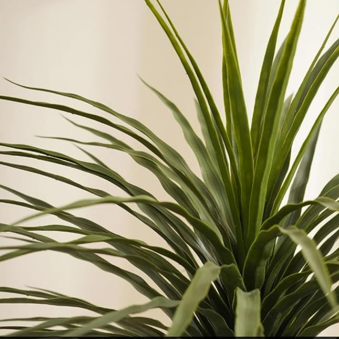 Garden Gyani Artificial Nolina Floor Plant – 150 cm Tall | Realistic Faux Indoor Ornamental Plant | Durable & Maintenance-Free Home & Office Decor | Pot Not Included